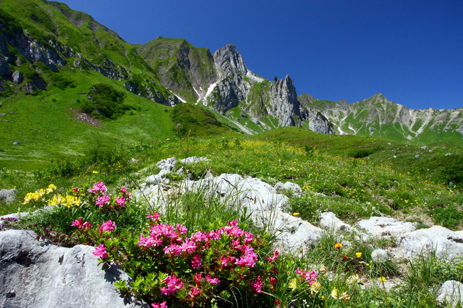 Artenvielfalt und Naturschutz in Salzburg